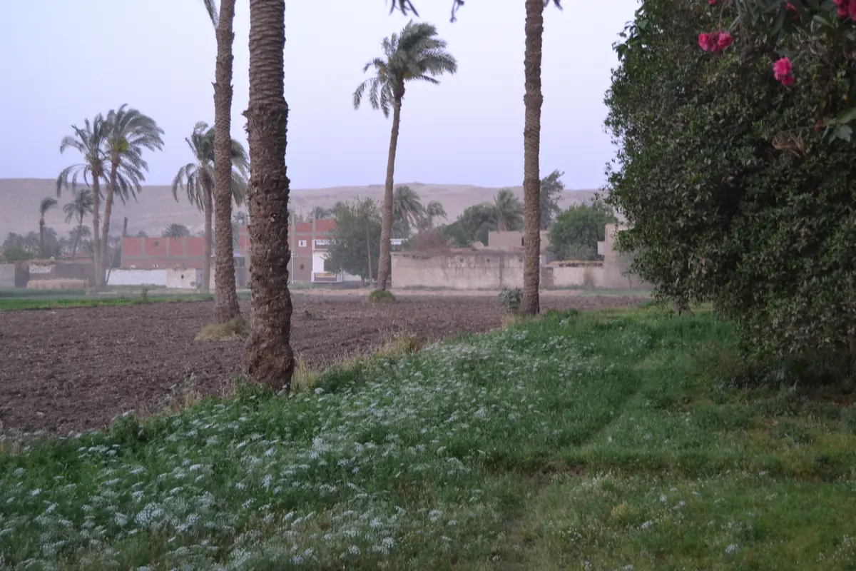 أرض زراعية ونخيل خلف البيوت