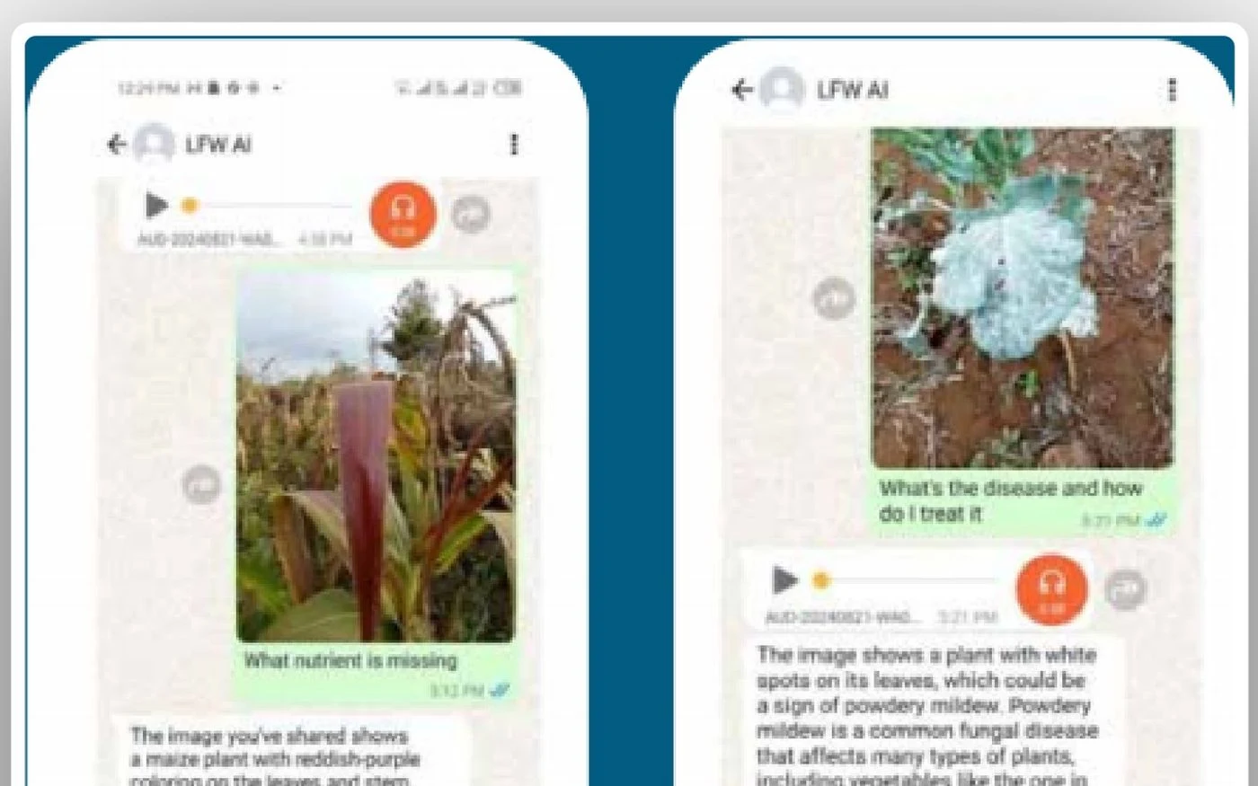 The agriculture assistant answering a farmer on WhatsApp